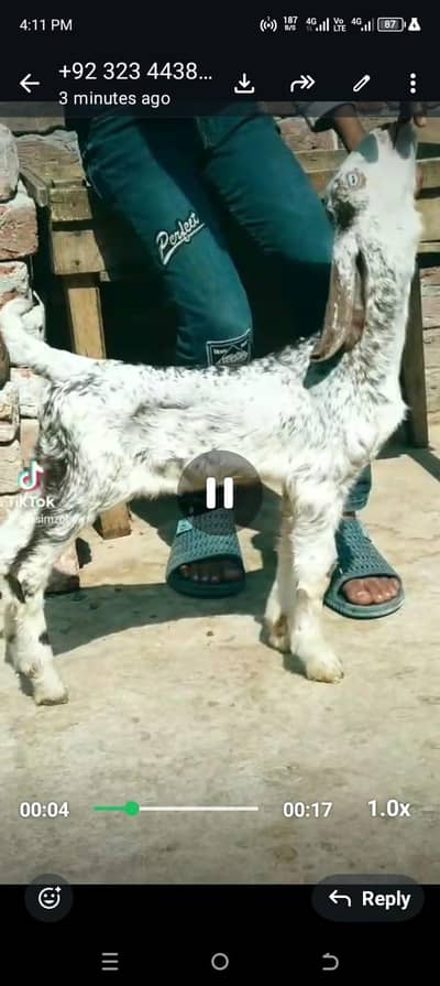 dasi bakri female bacha