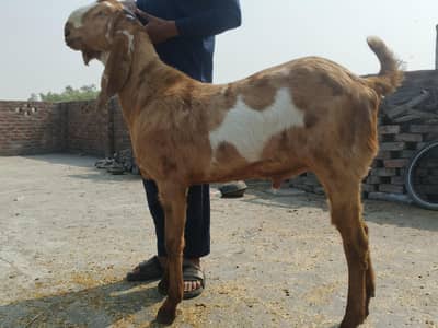 Breeder Bakra
