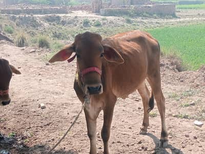 cow forsale h tyar h new honey k ly