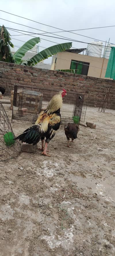 mianwali Aseel Murgha Murghi Pair – Strong & Healthy”