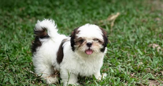 Shihtzu Female Puppy / Shihtzu Male Puppy/ Shihtzu Available in Lahor