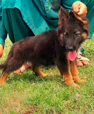 German Shepherd Puppies Available