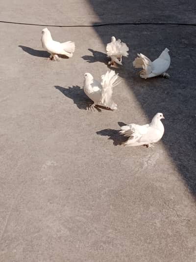 Fantail Pigeons / Indian Fantail/ Lakkay Kabutar