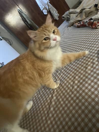 Triple Coated Long Hair Red And Brown Tabby
