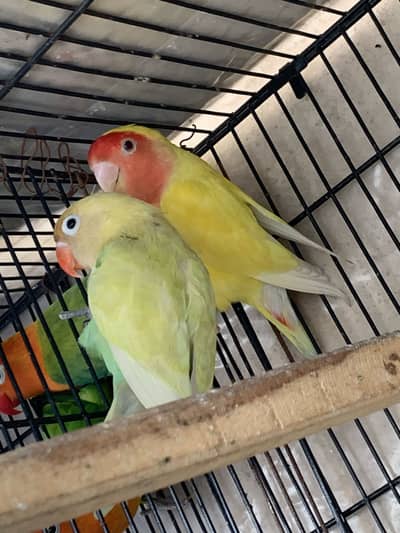 Love birds