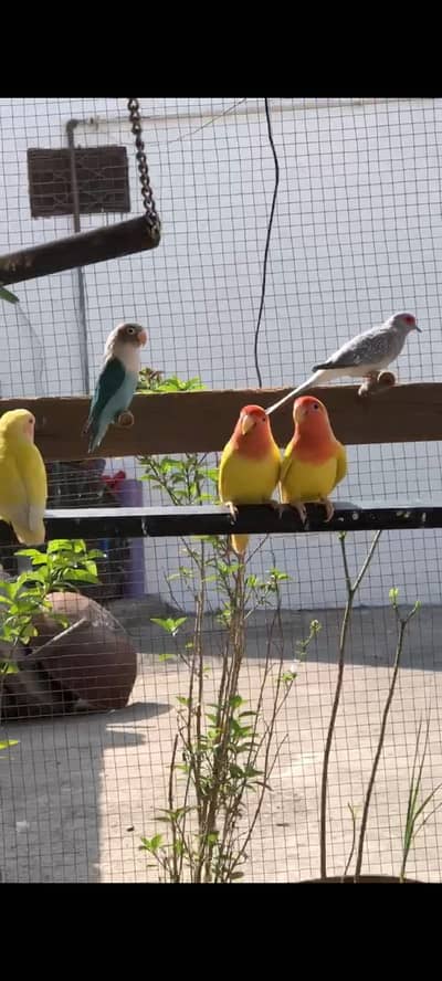 Love birds urgent sale breeder pair 03364760020