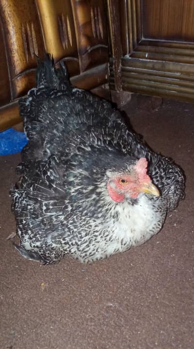 big size kurak hen kurk murgi. 03265847592