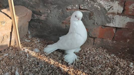 long face breeder male