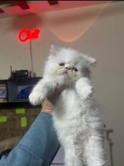 Persian kittens