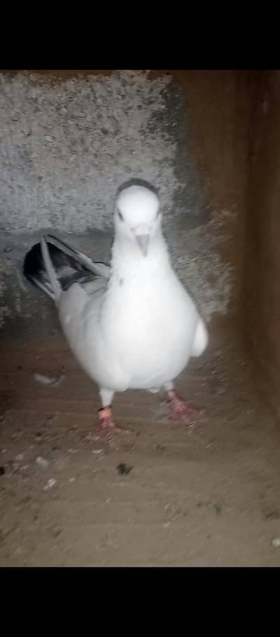 Neel dummy breeder female