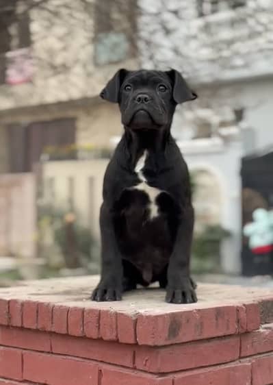 IMPORTED CANE CORSO PUPPIES