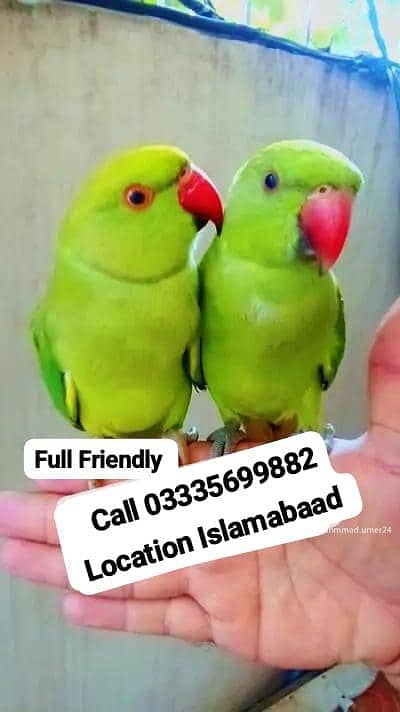 Single 8000 Hand Tamed Friendly Green Ring Neck Parrots Male/Female