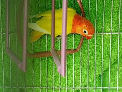 aqua. . albino opline. . . mfisher. . . rosicoli