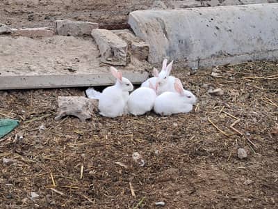 white rabbitts babys for sale red eyes