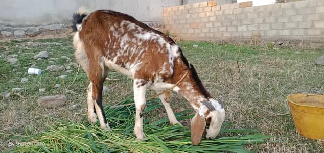 Goat for Sale Islamabad Bakri for Sale in Isb