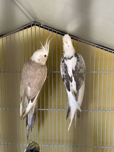 Mix cockatiel pairs