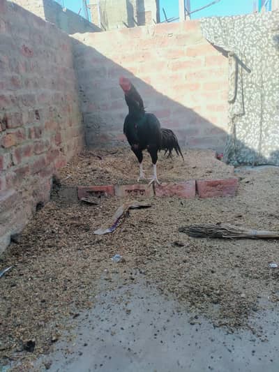 high quality aseel lasani mushka murga for sale