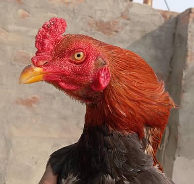 lakha patha mianwali Reza