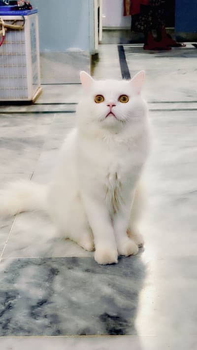 Pair of persian cat for sell