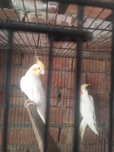 full bridar pair ha haldi and Activ grante ka sath 03024970447