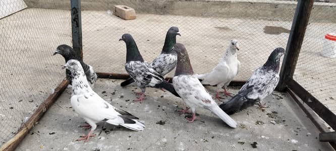 Mix pegions for sale