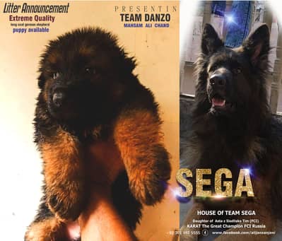 German Shepherd FCI bloodline pup 03014615555