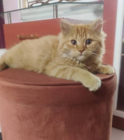 Brown Persian kitten