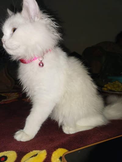 persian cat