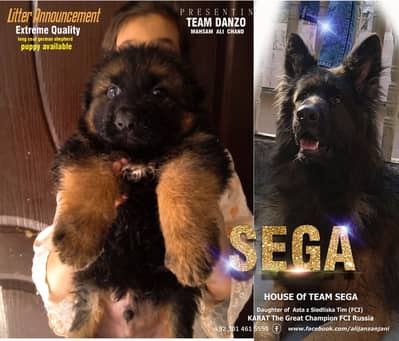 German Shepherd FCI bloodline pup 03014615555