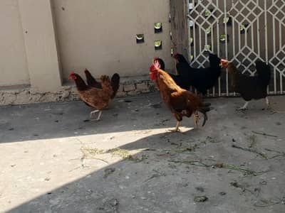 Desi Hens Murgi murga for sale