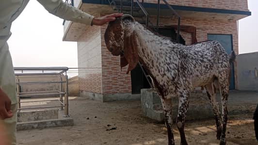 pure makhey cheena bakra