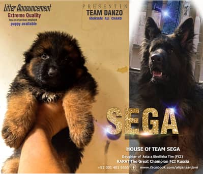 German Shepherd FCI bloodline pup 03014615555