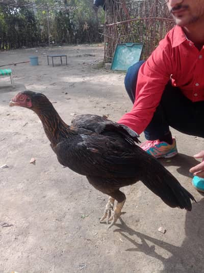 aseel hen for sell . contact info only wartsapp: 0324 7564942