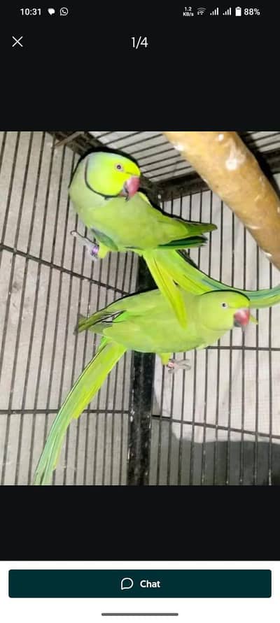 Breader pair 03143275503