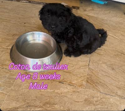 Coton de toulier male | female | Coton de toulier puppy  for sale