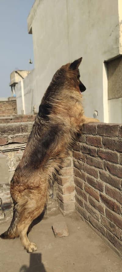 triple coat German Shepherd