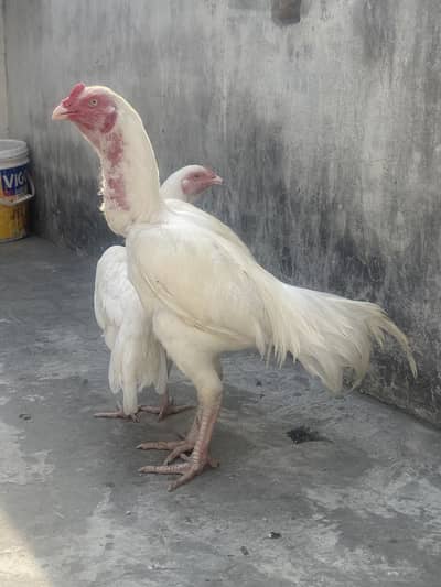 Waite Heera aseel long height