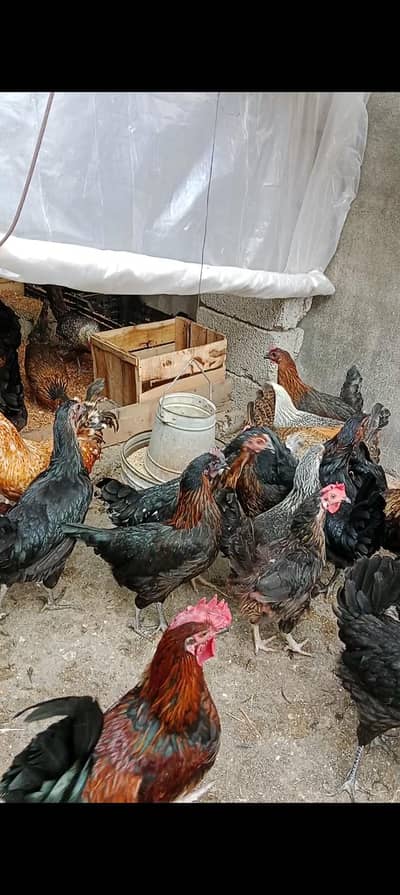 dasy murgian.  andoo wali