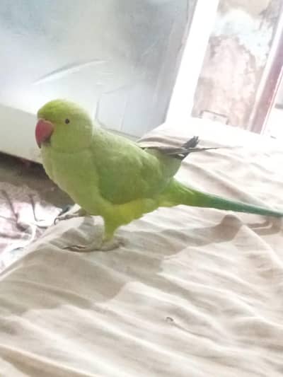 toking Ringnak female for sale location Karachi