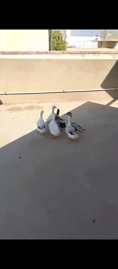 3 duck pairs