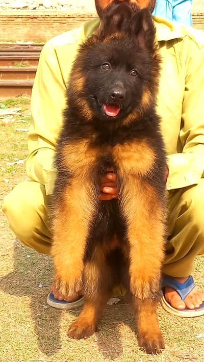 German Shepherd long coat male dog for sale