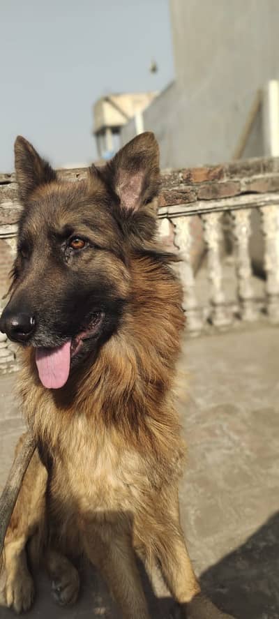 German Shepherd | long coat | stock coat | female gsd dog | dog