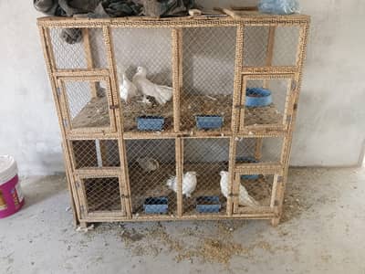 pigeons for sale