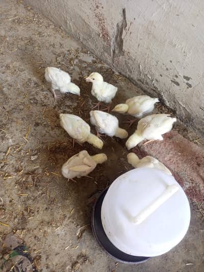 Heera Aseel Chicks per piece 1500 ( 03347513425  )