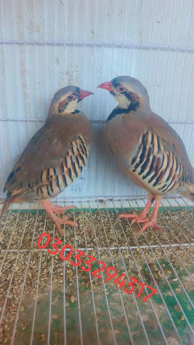 beautiful chakor bird pair for sale