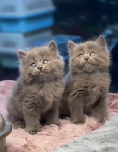Persian Cats & Kittens for Sale may WhatsApp 03126762031