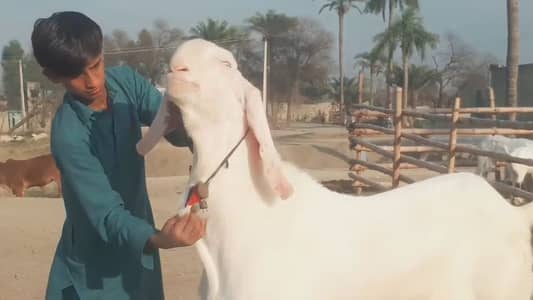 Bakra for sale call me 03460423873