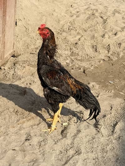 High Quality King Size Shamo Male | Shamo | | O Shamo