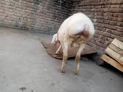 Sheep / Dumba/ Turkey Dumba/ Kabli Dumba/chatra / mundara