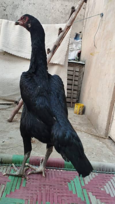 pure black shamo top quality